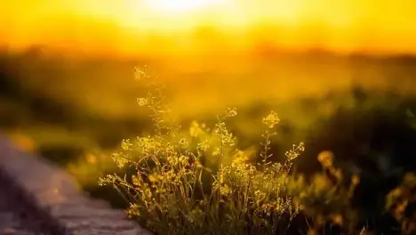 S15賽季戰(zhàn)隊首發(fā)陣容：EDG、RNG、TES等隊陣容一覽